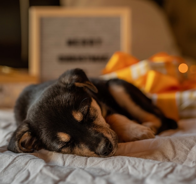 Chiot mignon portant dans le lit avec des lumières et des coffrets cadeaux