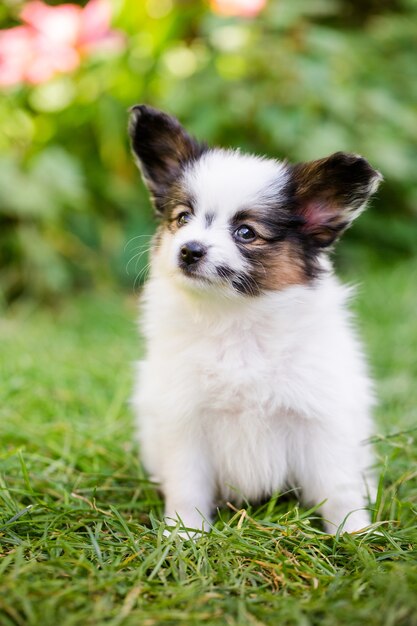 Chiot mignon de race papillon sur l'herbe verte dans le jardin