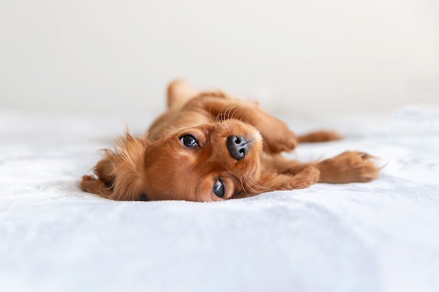 Chiot mignon relaxant sur le lit