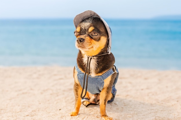 Chiot mignon relaxant se prélassant sur la plage