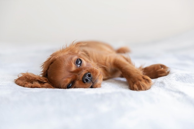 Chiot mignon relaxant sous la couverture douce