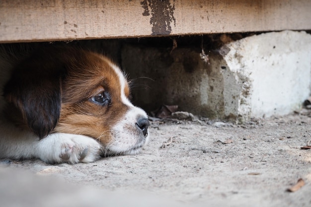 Chiot mignon si endormi.