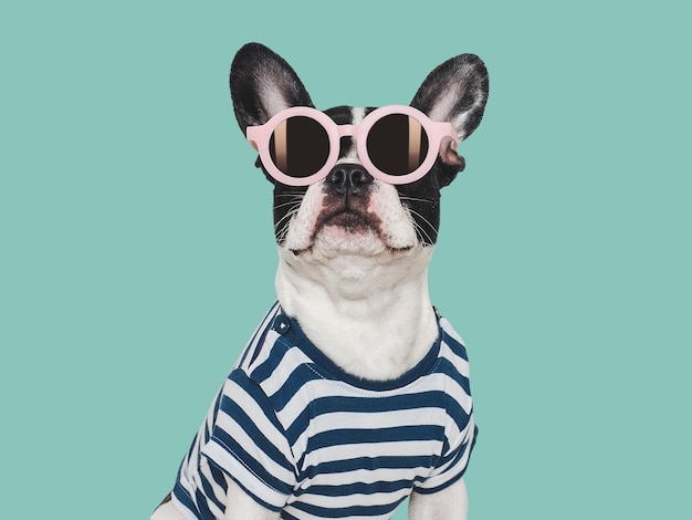 Un chiot mignon, un T-shirt élégant et des lunettes de soleil, un fond isolé.