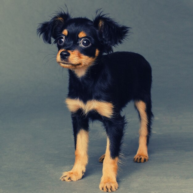 Chiot mignon de terrier jouet russe sur fond gris.