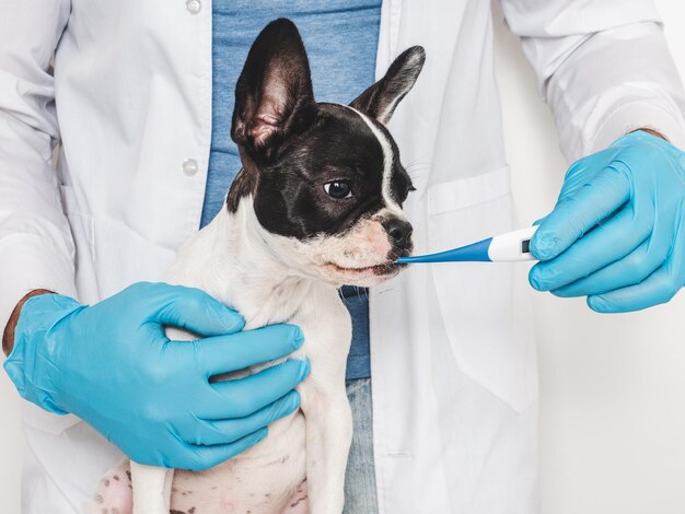 Un chiot mignon et un vétérinaire Photo de studio en gros plan