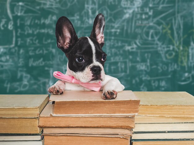 Chiot mignon et vieux livres sur fond de tableau gros plan studio tourné lumière du jour concept de soins éducation obéissance formation et élevage d'animaux de compagnie