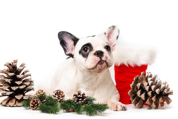 Chiot noël bouledogue français isolé sur blanc