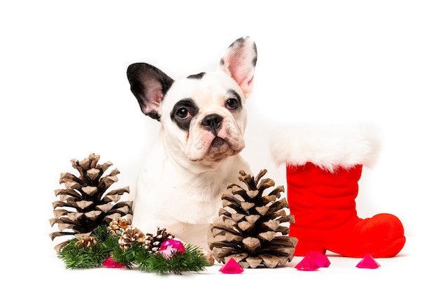 Chiot noël bouledogue français isolé sur blanc