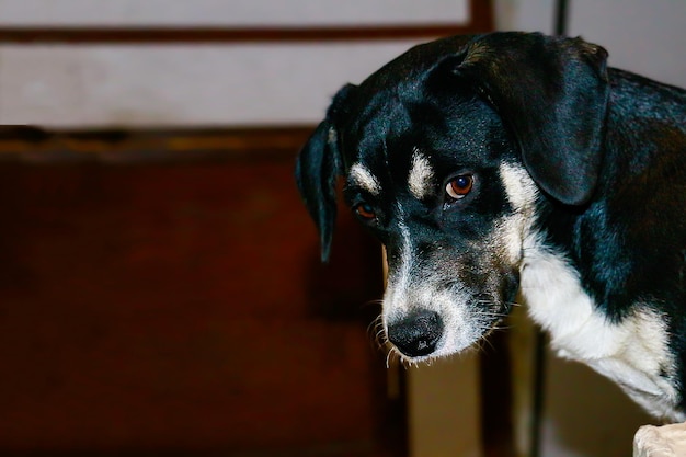 Chiot noir et blanc avec un regard tendre à l'intérieur d'une maison, espace pour saisir du texte ou un message