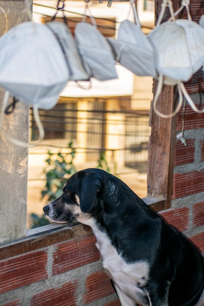 chiot noir avec du blanc d'un visage triste regardant par la fenêtre