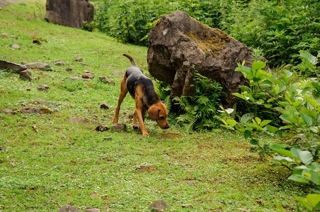 Chiot noir et marron joue dans la forêt