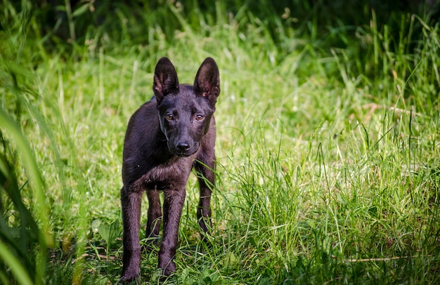 Chiot noir sur la pelouse