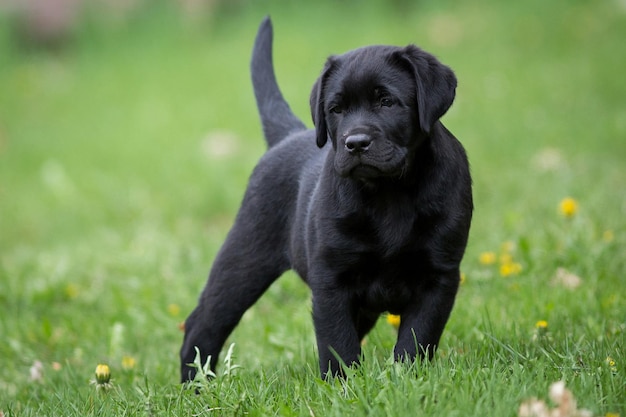 Chiot noir de race Labrador dans le pré.