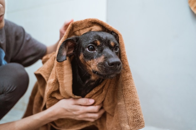 Chiot noir avec serviette