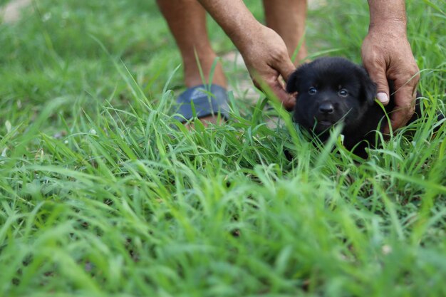 Le chiot noir sur le terrain