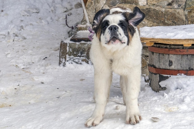 Chiot nouveau-né chien saint bernard