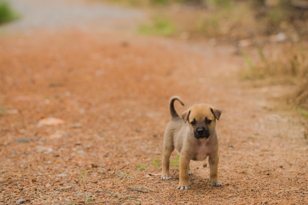 chiot nouveau-né gros plan