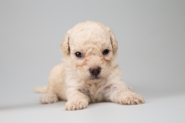 Chiot nouveau-né isolé sur fond gris