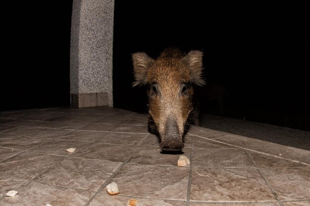 Chiot nouveau-né jeune sanglier mangeant du pain la nuit