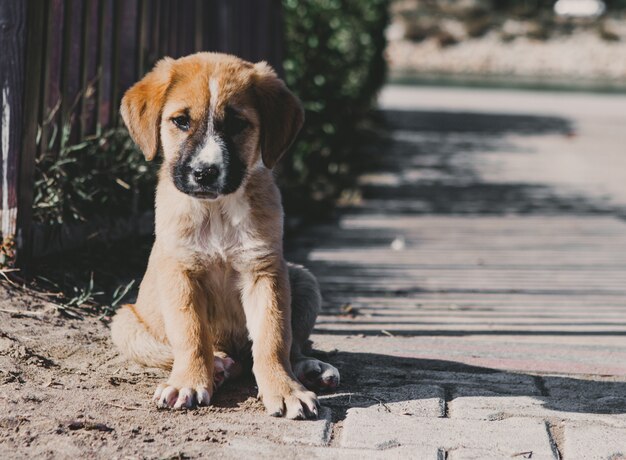 Chiot ou petit chien assis sur la route avec fond à droite.