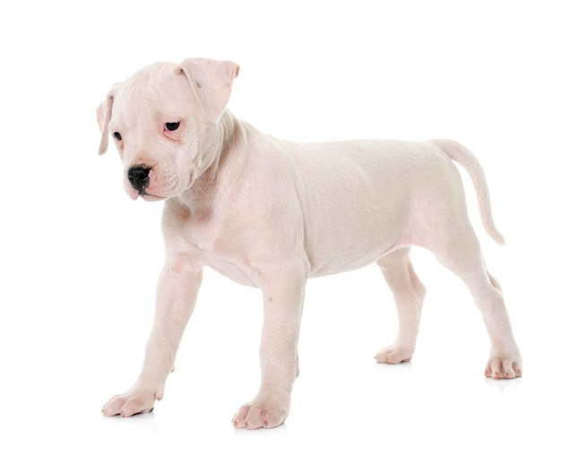 Photo un chiot de pit bull terrier debout sur un fond blanc