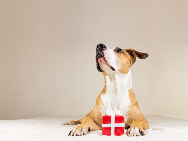 Chiot pitbull drôle sur canapé avec petit cadeau rouge