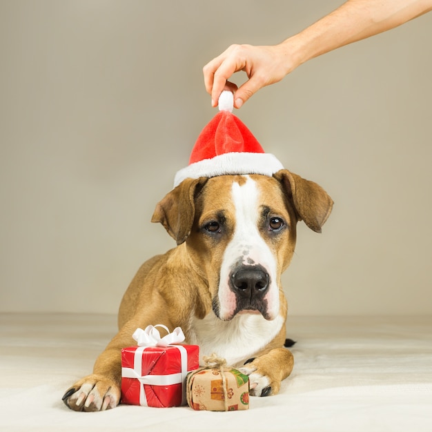 Chiot pitbull drôle pose avec des cadeaux de nouvel an surprise, des mains humaines met un chapeau de Noël sur sa tête