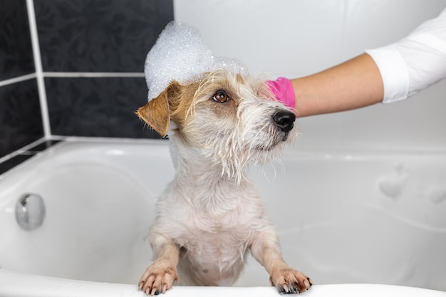 Chiot poil dur Jack Russell Terrier prend une douche Une fille en gants roses lave un chien dans un bain blanc