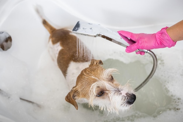 Chiot à poil dur Jack Russell Terrier prend une douche Une fille en gants roses verse de l'eau d'un arrosoir sur un chien dans un bain blanc