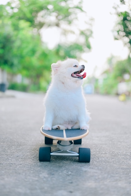 Photo chiot de poméranie, planche à roulettes de patinage de chien