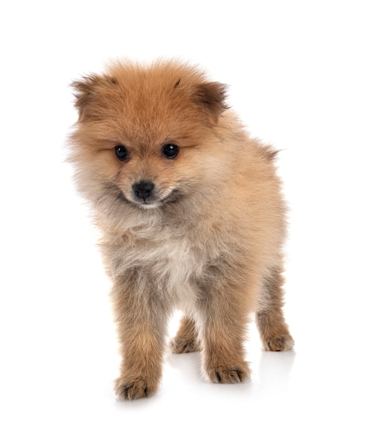 Chiot poméranien en blanc isolé