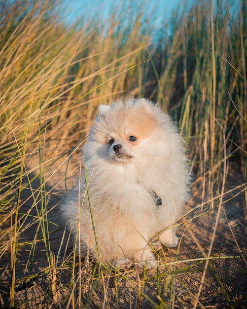 Chiot poméranien jouant sur la plage