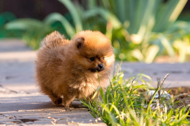 Un chiot poméranien lors d'une promenade dans l'herbe