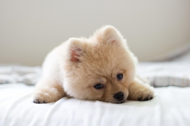 Chiot poméranien mignon allongé sur le lit