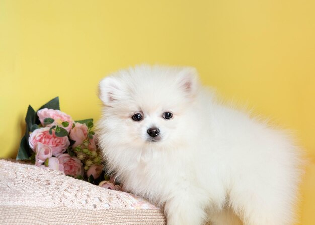 Chiot poméranien moelleux blanc sur fond jaune sur le côté de l'appareil photo