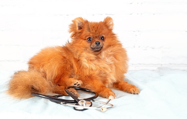 Un chiot poméranien avec un stéthoscope est allongé sur une serviette blanche dans une clinique vétérinaire.