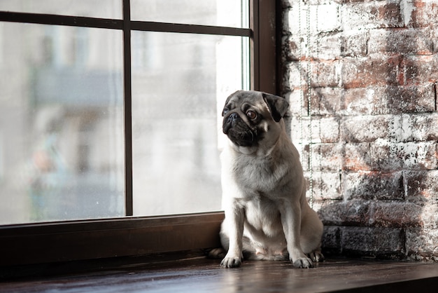 Le chiot Pug est assis triste à la fenêtre.