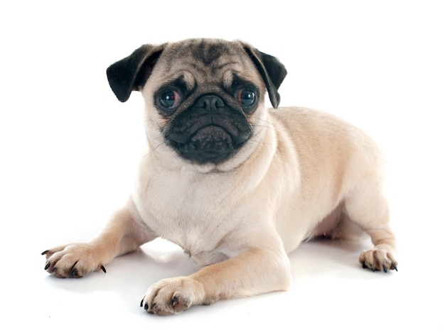 chiot pug