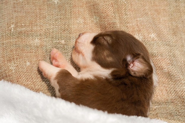 Un chiot qui dort sur une couverture