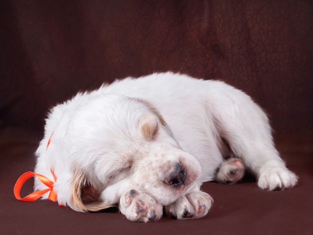 Chiot de race anglaise sur fond marron.