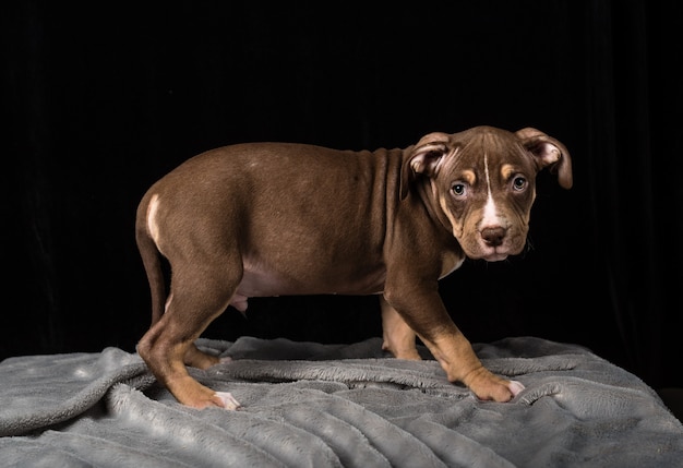 Chiot de race Bulli américain sur fond noir