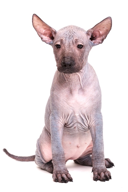 Un chiot d'une race de chien mexicain nu. isolé sur fond blanc