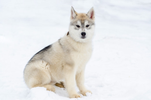 Chiot de race Husky Sibérien. Chien Husky a la couleur du manteau beige et noir