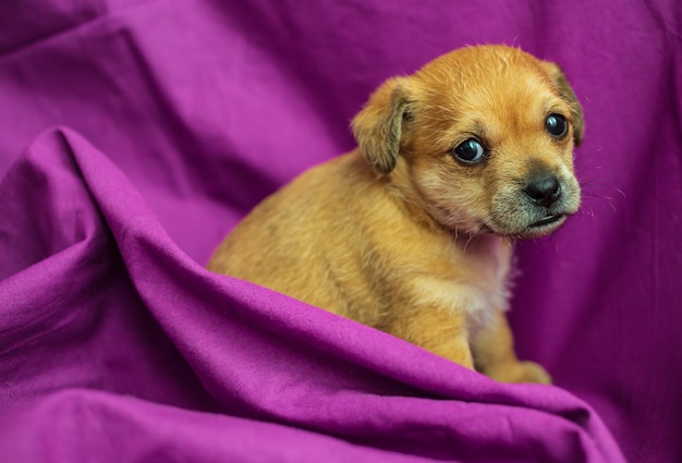 Chiot de race mélangée mignon dans des plis de tissu violet