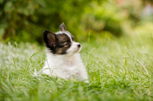 Chiot de race papillon