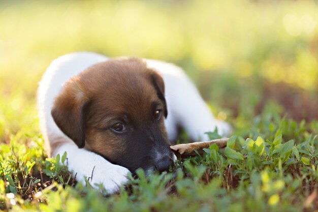 Chiot de race pure fox terrier se repose sur une promenade dans le parc à l'extérieur, sur l'herbe verte