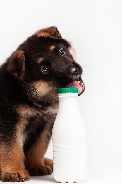 Le chiot ronge une bouteille