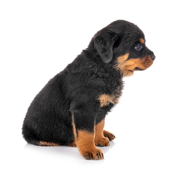 Chiot rottweiler sur blanc isolé