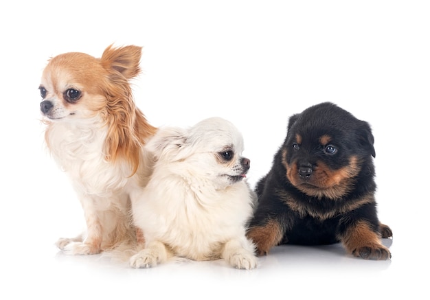 Chiot rottweiler et chihuahua devant un mur blanc