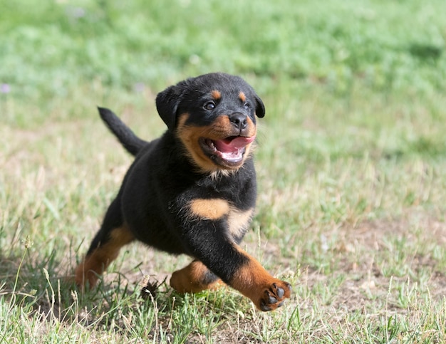 Chiot rottweiler courant dans la nature en été